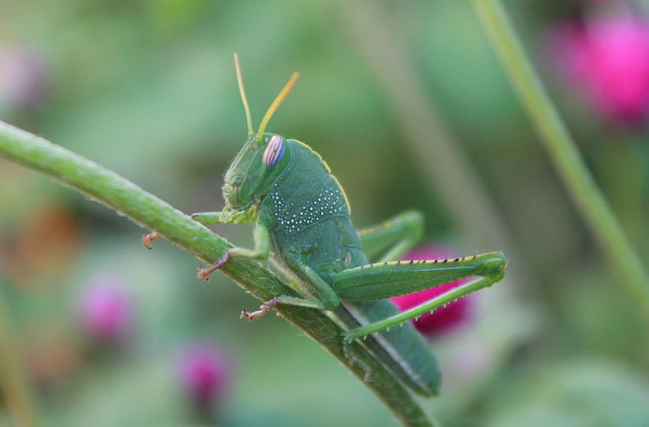 insect, grasshopper, green, antennas, grasshoppers, nature, insects, animals, one animal, animal wildlife