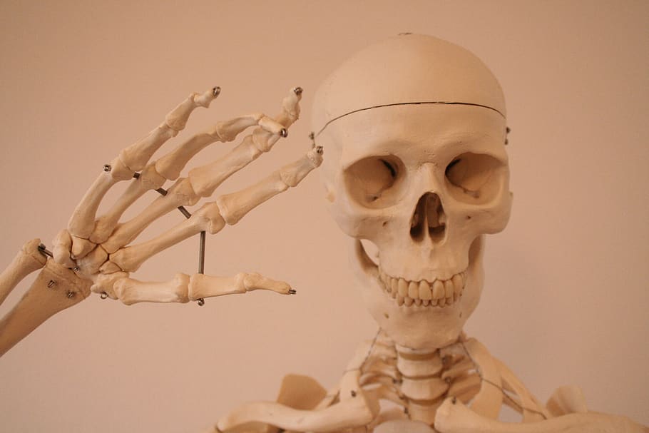 esqueleto, crânio e ossos cruzados, crânio, osso, esqueleto humano, parte do corpo humano, crânio humano, osso humano, dentro de casa, parte do corpo