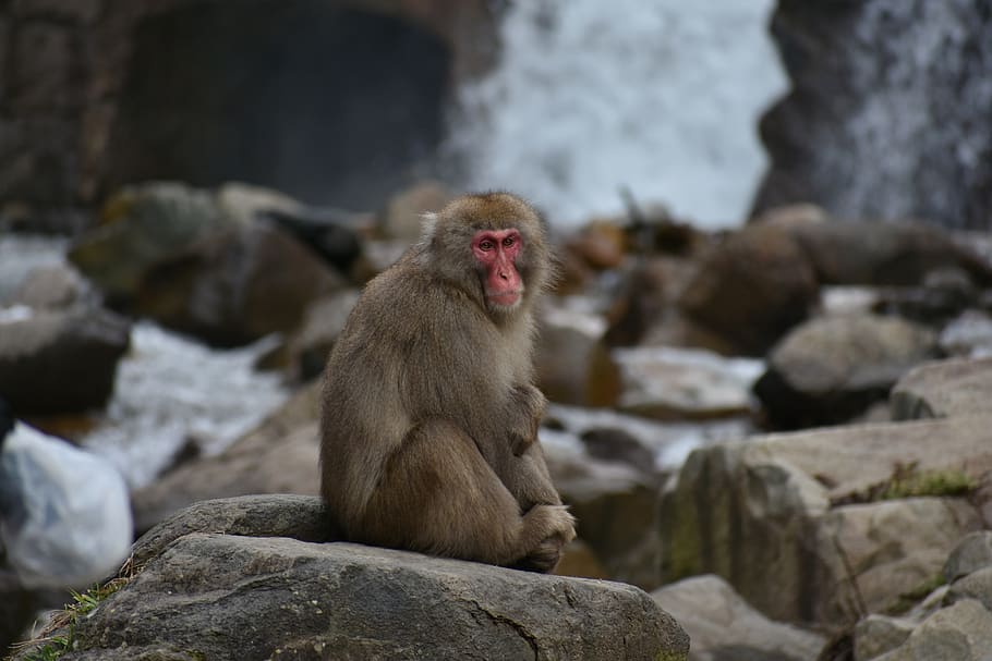 animal, monkey, baby japanese macaque eating leaves, snow monkey, hot springs, river, kawahara, waterfall, rock, japan