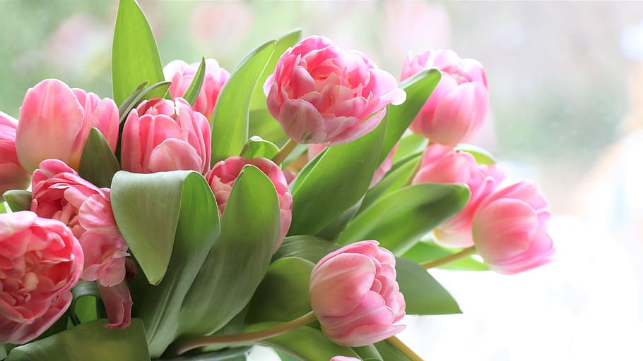 tulips, flowers, flower, pink, spring, bouquet, flora, nature, holiday, congratulation