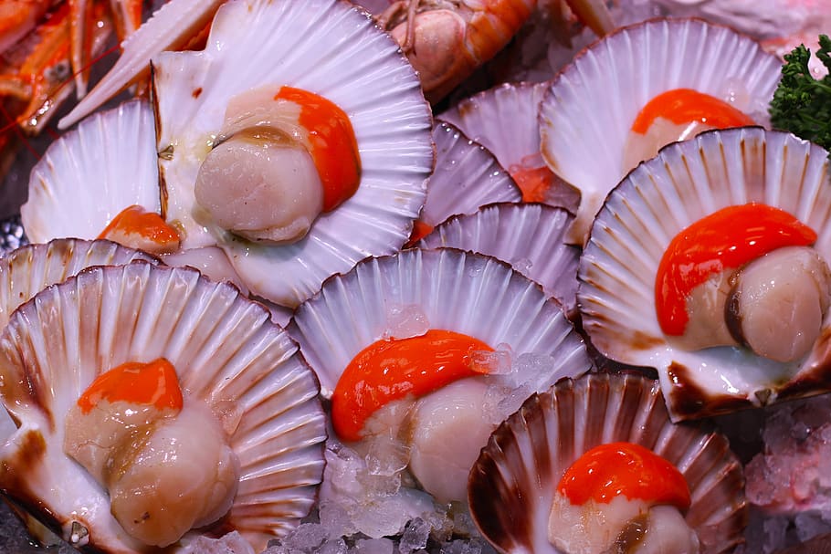 scallops, seafood, food, shellfish, fresh, fish, healthy, diet, delicious, snack