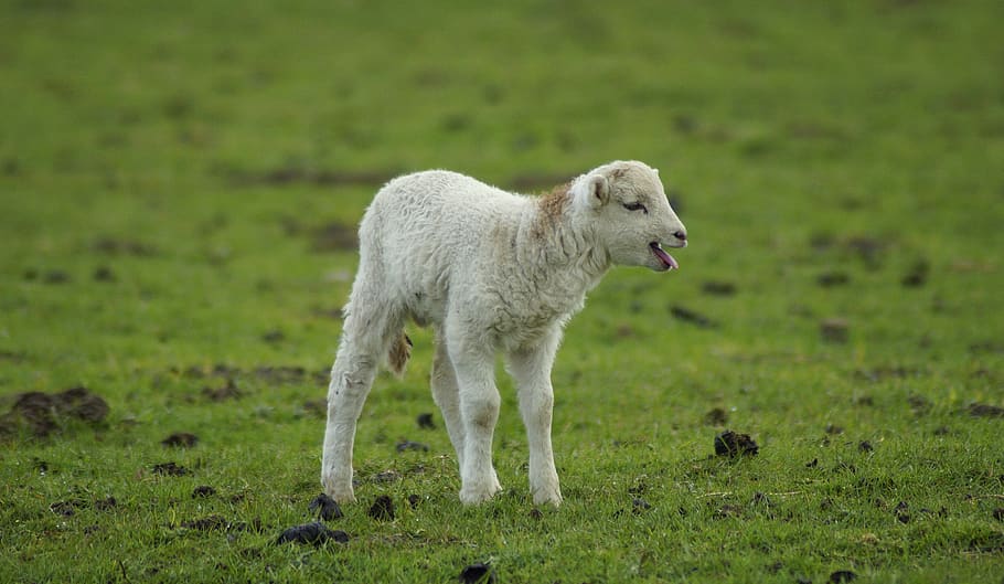 lamb, gets or sets, mama, passover, cute, easter, schäfchen, sweet, small, young