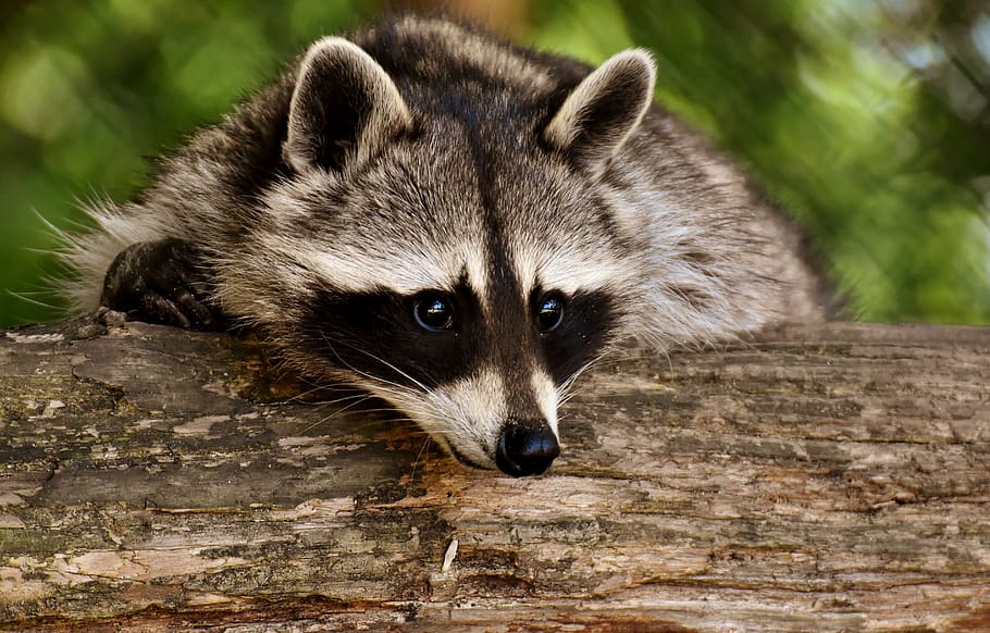 raccoon, wild animal, furry, mammal, nature, forest animals, animals, wildpark poing, zoo, wildlife park