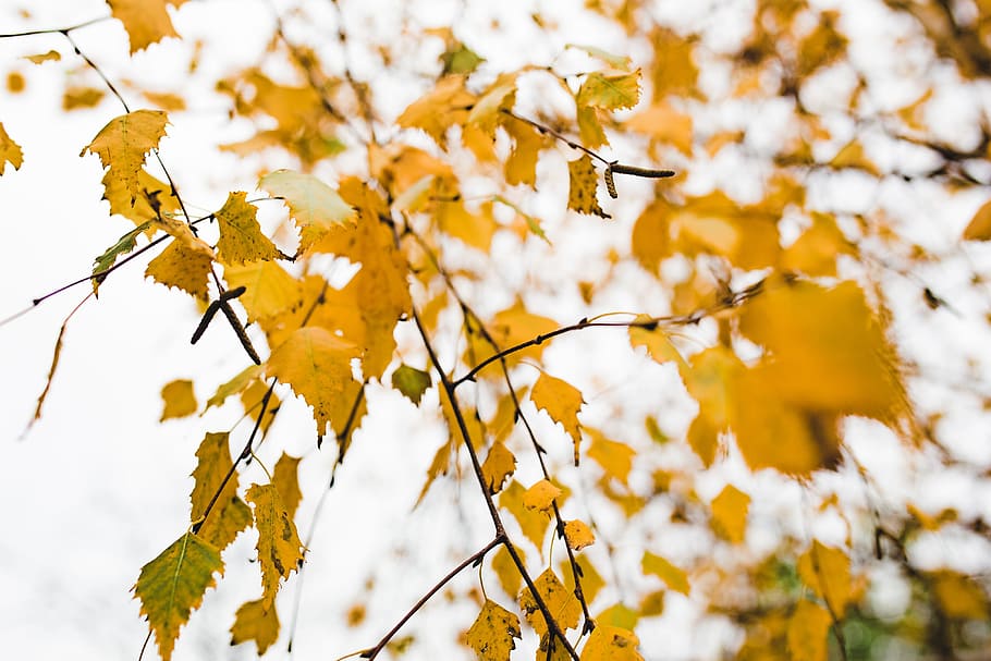 detalles de otoño, naturaleza, hoja, hojas, otoño, colorido, colores, árbol, planta, belleza en la naturaleza
