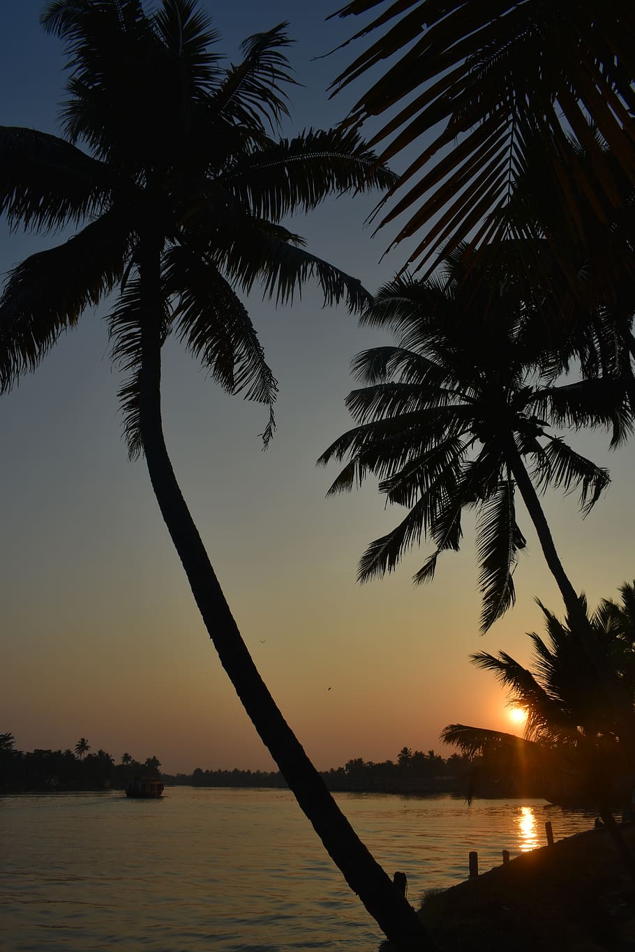 alleppey, alappuzha, kerala, india, asia, river, water, backwaters, palm tree, exotic