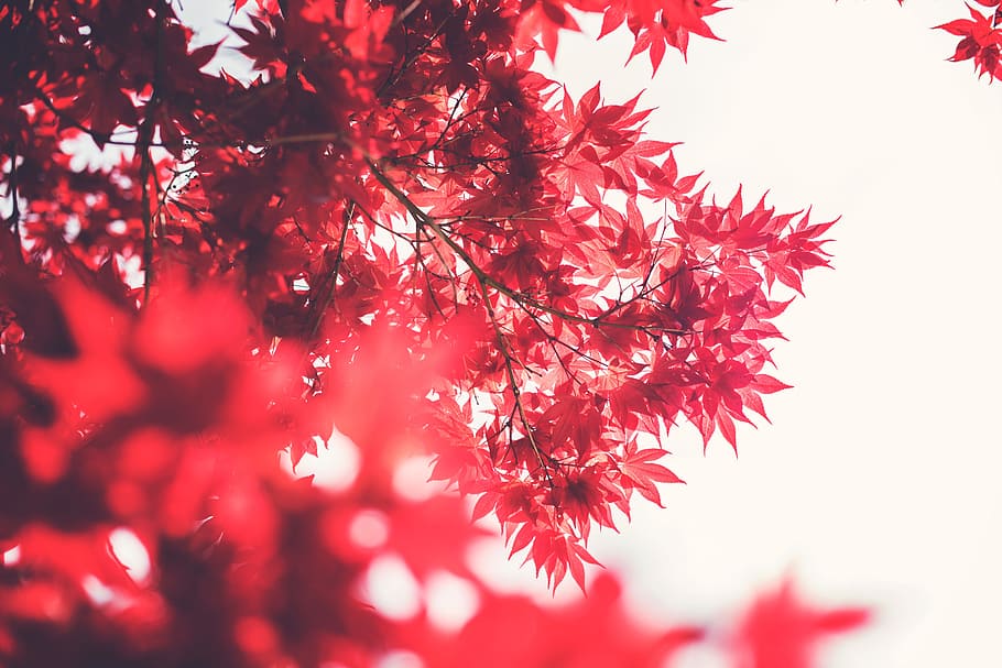 vermelho, folhas, galhos, árvores, natureza, planta, outono, árvore, mudança, ramo