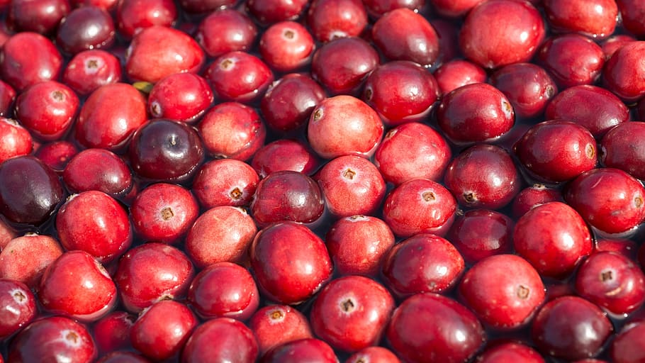 cranberries, harvest, berries, floating, cranberry, red, fruit, ripe, healthy, delicious
