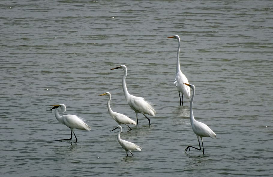 egret, bird, flock, great egret, little, intermediate, wildlife, wader, lake, andaman