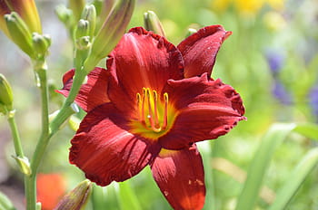 Página 11 | Fotos flores de lirio rojo libres de regalías | Pxfuel