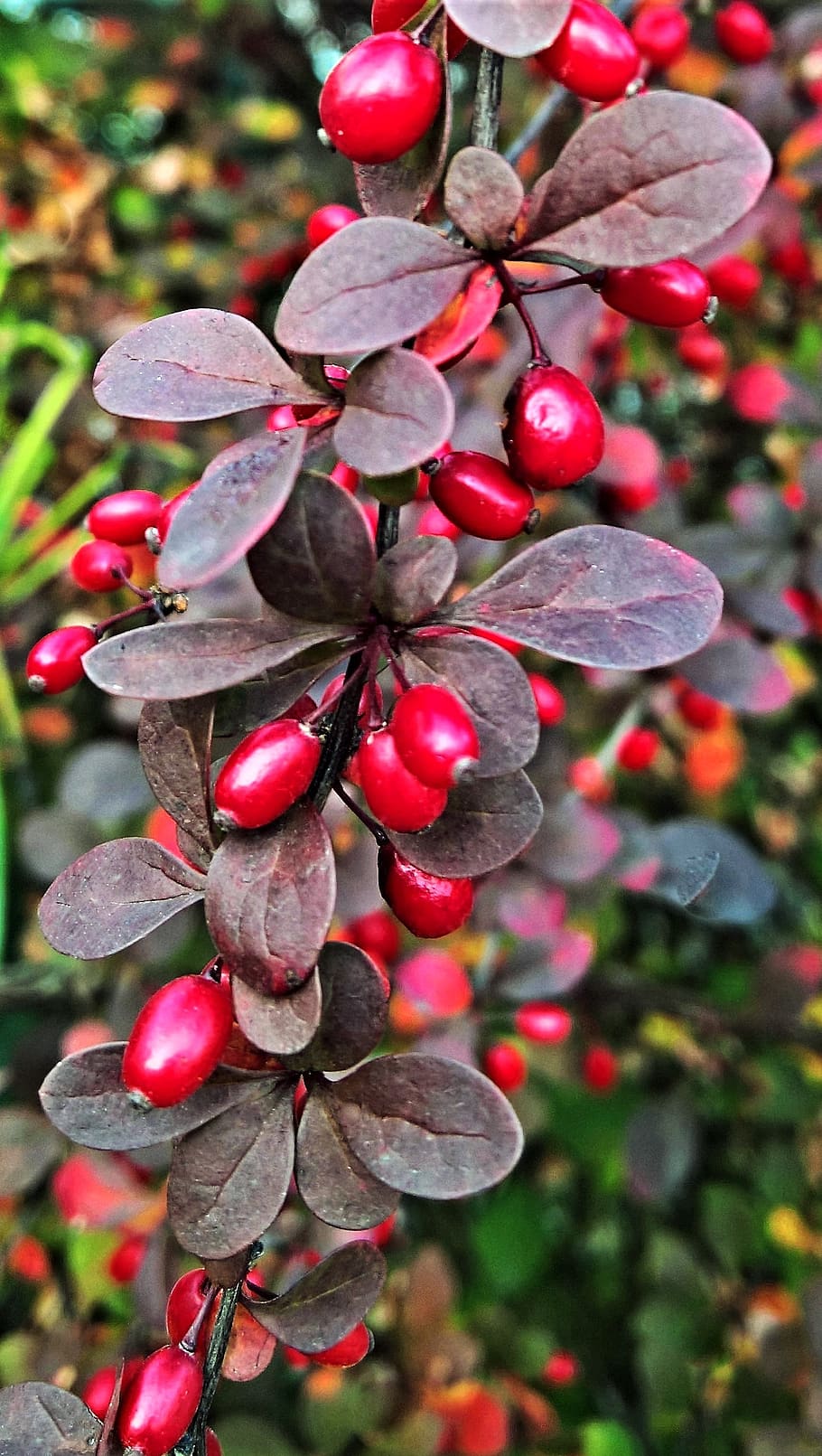 plant, hawthorn, berry red, autumn, shiny, hedge plant, bush, red leaves, thorns, nature