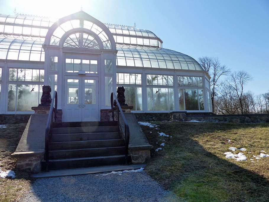 sun shine, behind, orchid greenhouse, winter, duke farms, new, jersey., orchids, wintering, cold