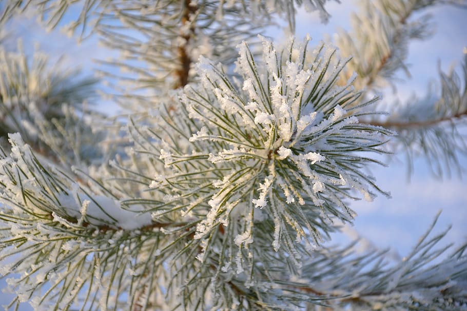 дерево, сосна, зима, хвоя, кристаллы, снег, иней, зимний лес, ветка, рождество