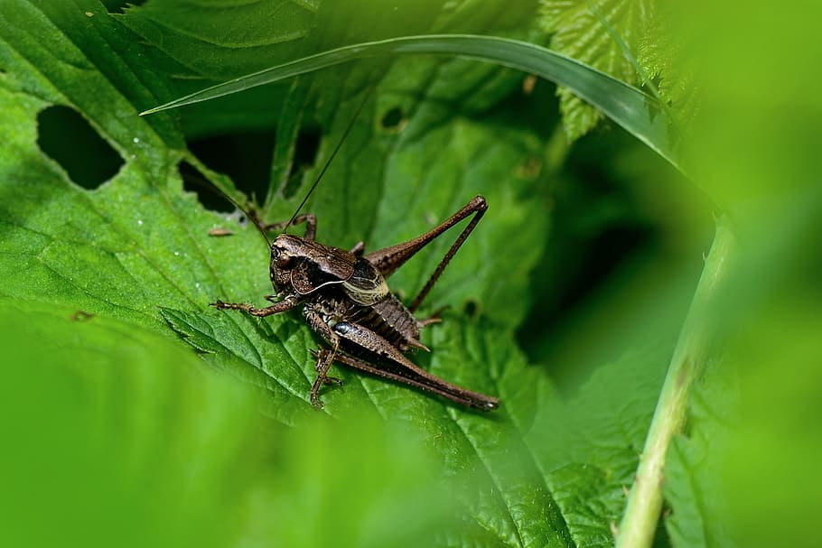 grasshopper, leaf, insect, nature, summer, green, skip, small, animal wildlife, invertebrate