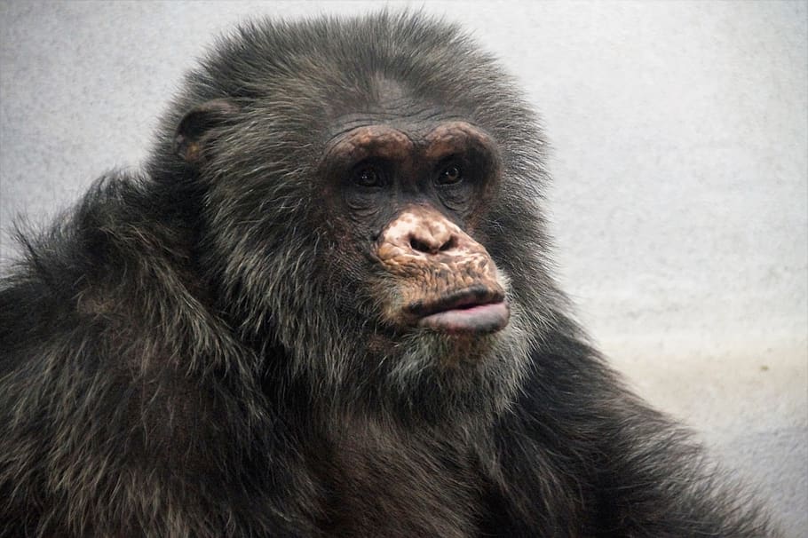 chimpanzé, macaco, mamífero, primata, careta, jardim zoológico, retrato, animais selvagens, um animal, ninguém