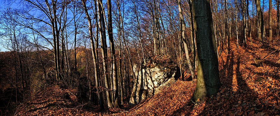 forest, tree, the leaves of the, autumn rocks, landscape, nature, the environment, the stage, sky, figure