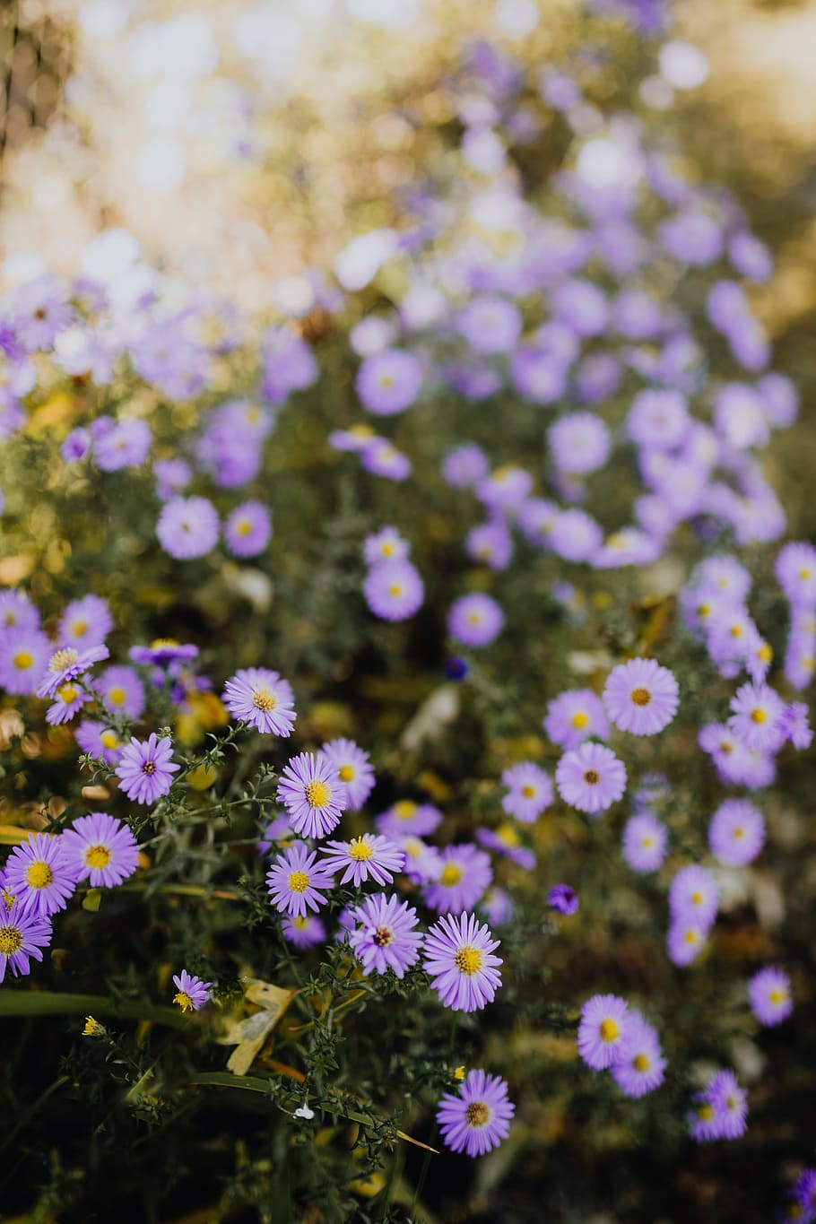 pequeño, púrpura, flores, jardín, flores de color púrpura, otoño, planta floreciente, flor, frescura, fragilidad