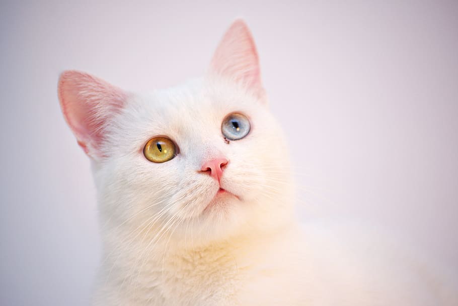 cat, white, angora, turkish, cafe, room, cute, animal, pet, fur