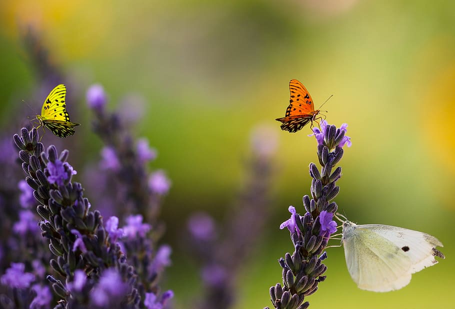nature, animal world, flower, lavender, butterfly, insect, food, nectar, summer, macro