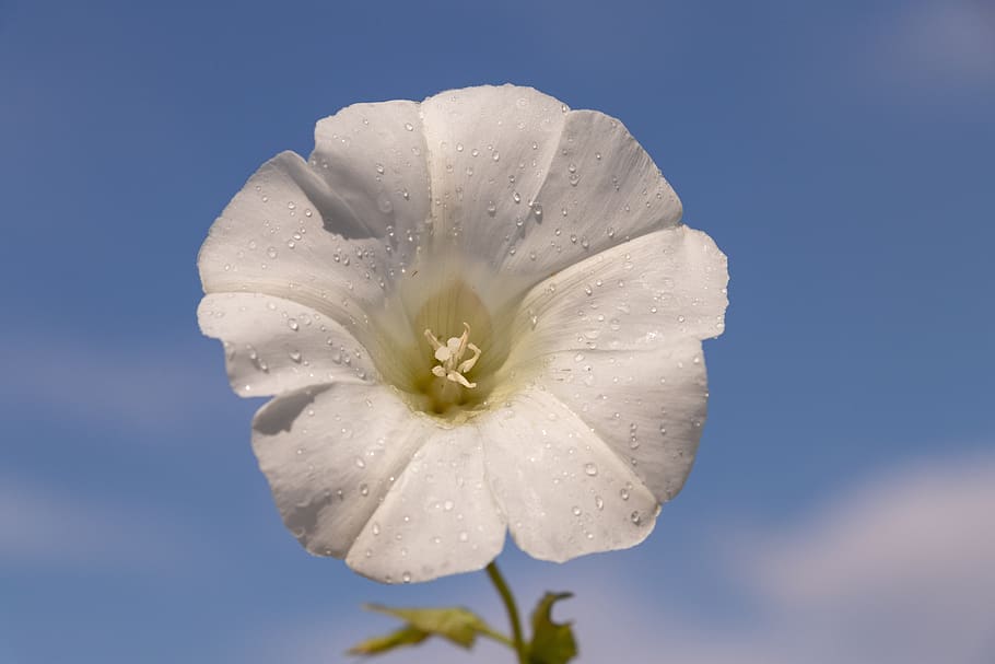 bindweed, flower, white, sky, nature, flowering plant, petal, beauty in nature, freshness, plant