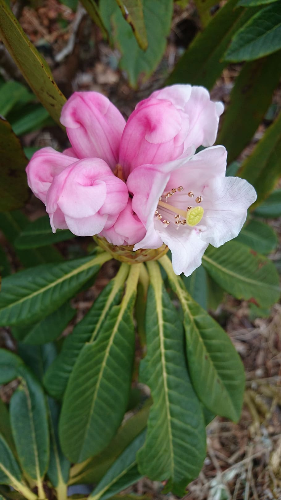 rhododendron china, plants china, wild collected seed, leaves, rhododendron bloom, nature, flower, bush, flowering plant, plant