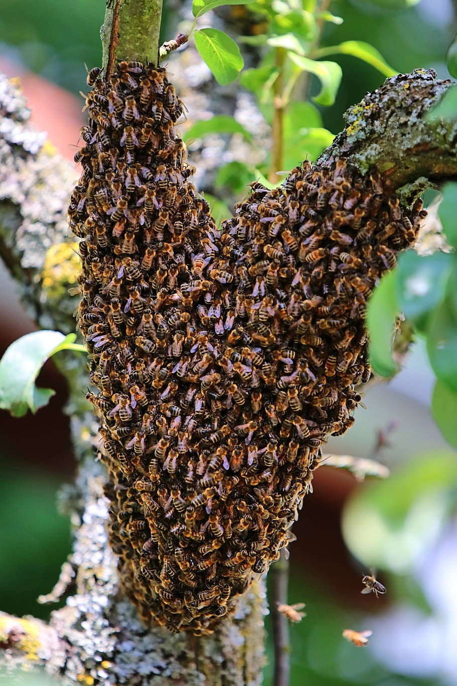 bees, swarm, tree, escaped, invertebrate, close-up, insect, large group of animals, beauty in nature, animals in the wild