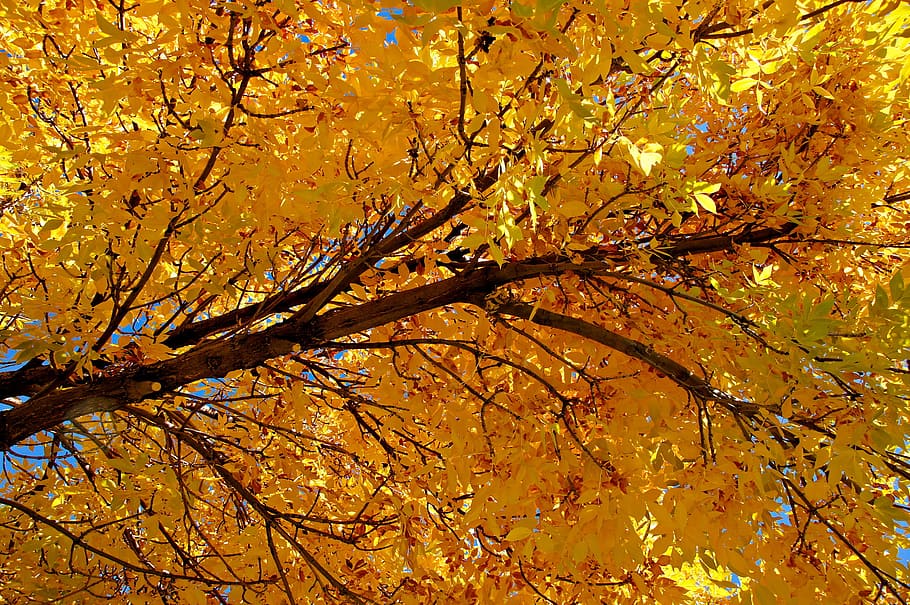 um, muitos, maravilhoso, dourado, árvores de outono, fotografado, passeio, 20 de outubro de 2011, denver, colorado.