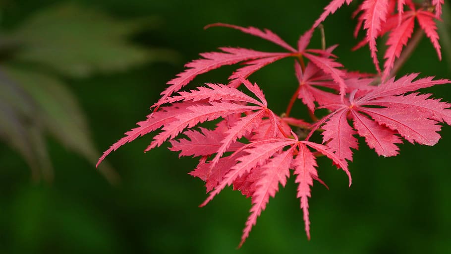 новый, рост листьев, японский, красный, клен, кружево, листья., японский клен, acer palmatum, японский красный клен
