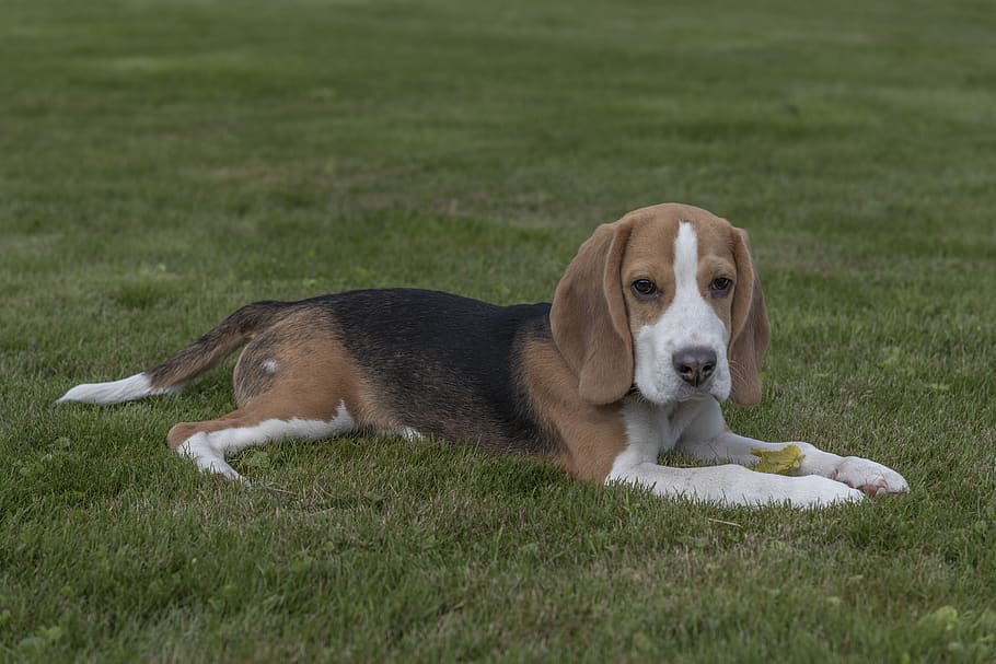 beagle, perro, cachorro, mascota, sabueso, animal, juguetón, pedigrí, canino, un animal