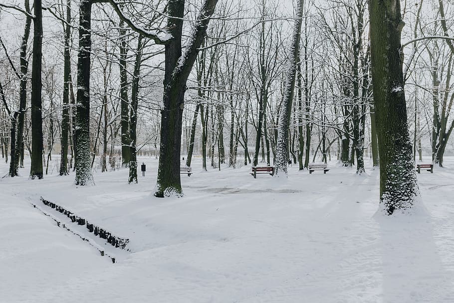 parque invernal, blanco, limpio, al aire libre, árboles, parque, invierno, frío, nieve, nevado