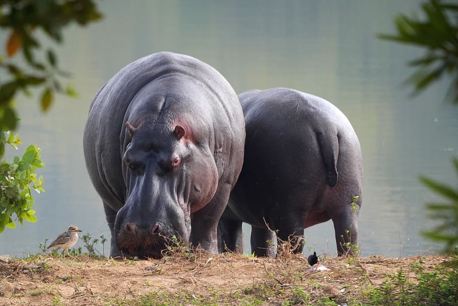 hipopótamo, safari, mundo animal, agua, Temas de animales, animal, mamífero, vertebrado, grupo de animales, vida silvestre animal