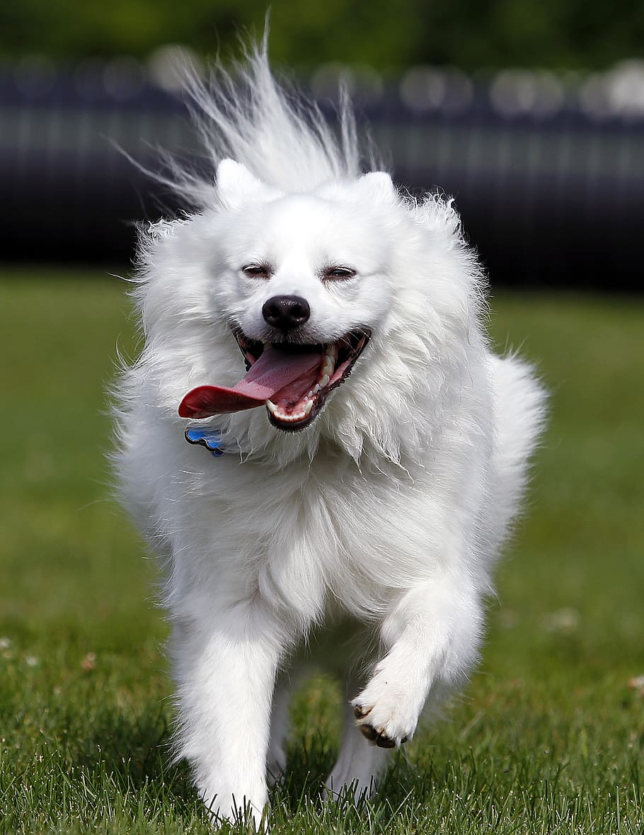 dog, american eskimo, pet, animal, cute, white, running, canine, one animal, pets