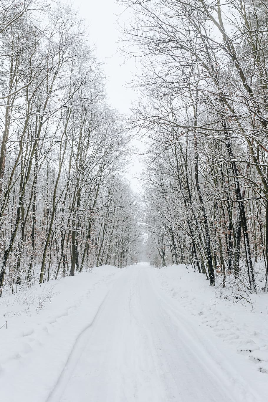 bersalju, jalan, hutan, musim dingin, salju, putih, hari, rute, pohon, suhu dingin