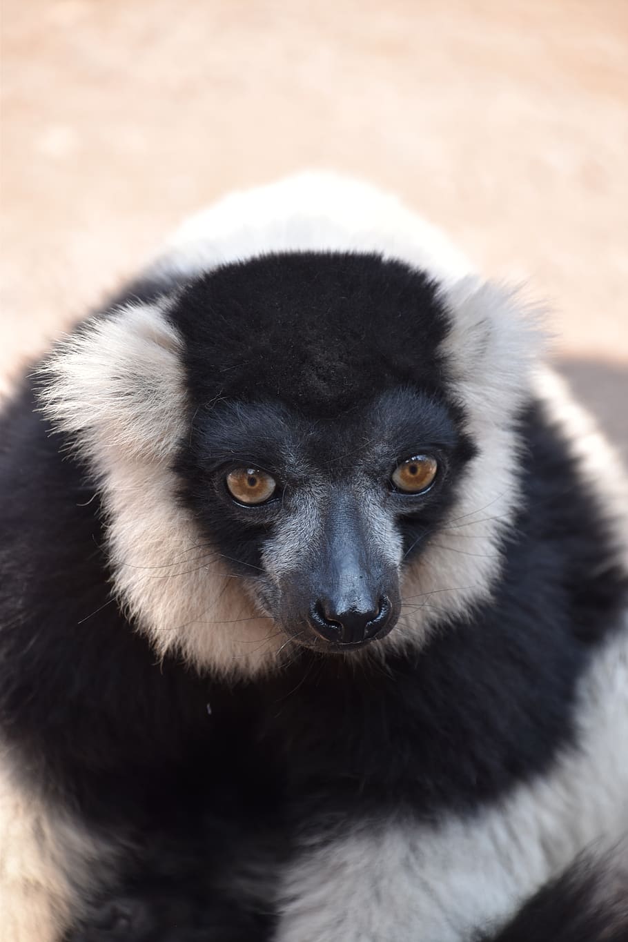 lemur, maki catta, stripes, madagascar, eyes, nature, zoo, fur, look, mammals