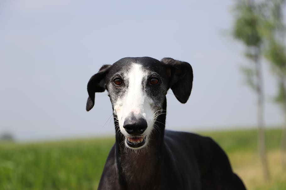 spanish galgo, spanish greyhound, fast dogs, long dog, galgo, greyhound, hound, sighthound, dog portrait, smiling