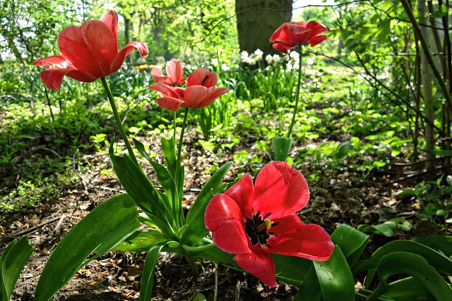 tulip, flower, plant, bulbous, dutch, typically dutch, pink, pink tulip, shrubs, woodland