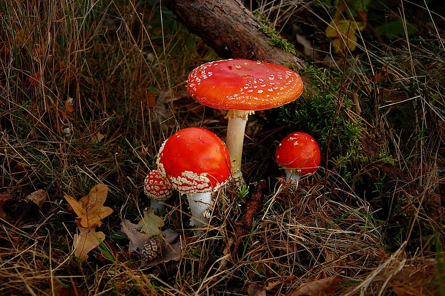 fly agaric, forest, nature, toxic, mushroom, red, autumn, moss, spotted, forest floor