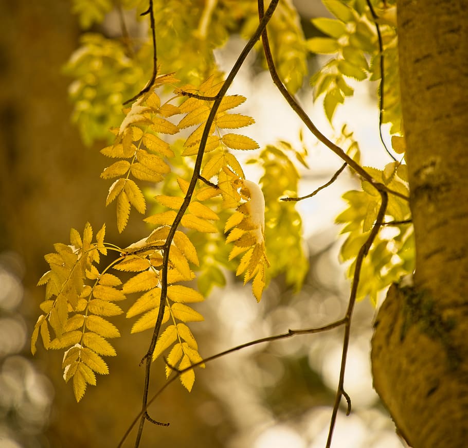 tree, leaves, autumn, golden, bokeh, mountain ash, plant, beauty in nature, plant part, focus on foreground