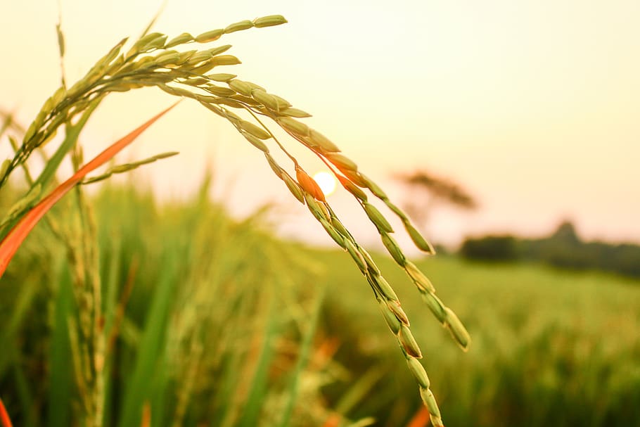 arroz, sementes de arroz, agricultura, colheita, trigo, orgânico, campo, planta, natural, crescimento