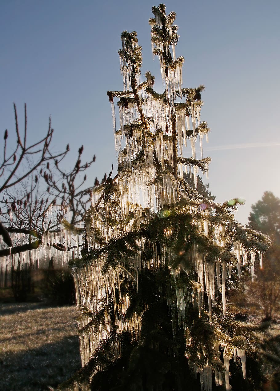 ice, frost, nature, frosty, landscape, cold, wintery, trees, pines, sunshine
