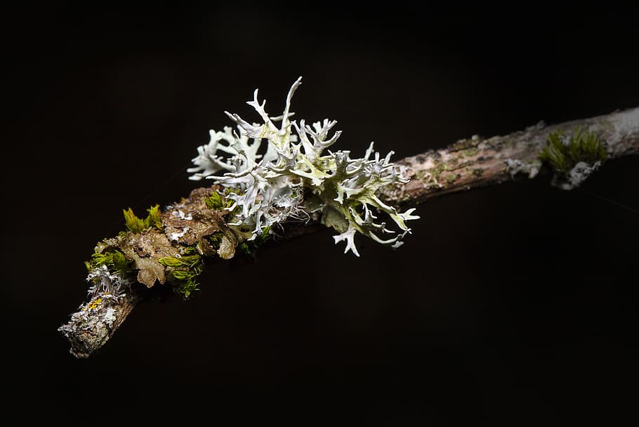 forest, winter, lichen, plant, close up, branch, black background, studio shot, close-up, flower