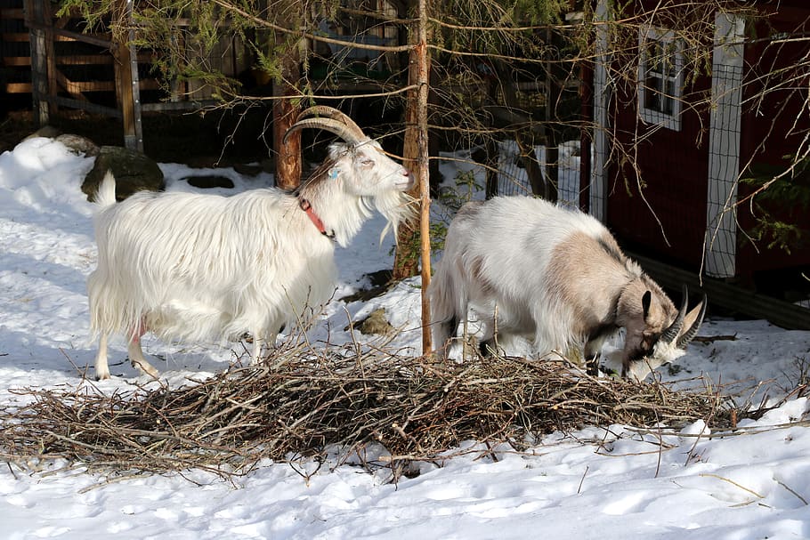 winter, snow, farm, goat, culture, forest, animals, outdoors, mammal, animal