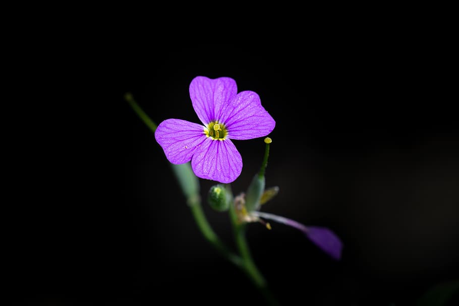 flower, pink, blossom, bloom, small, small flower, dark background, black background, pink flower, purple flower