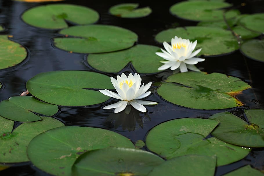 lotus, lily, air, bunga, daun, tanaman, alam, danau, musim panas, lili air