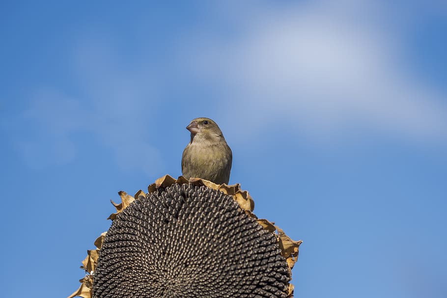 oriole, animal, background, beak, beautiful, bird, birds, birdwatching, blue, branch