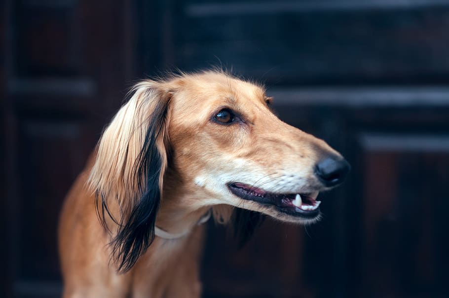 retrato, galgo persa, sighthound, cão de caça, cão longo, filhote de cachorro saluki, cão, sorriso, cão sorridente, cão feliz