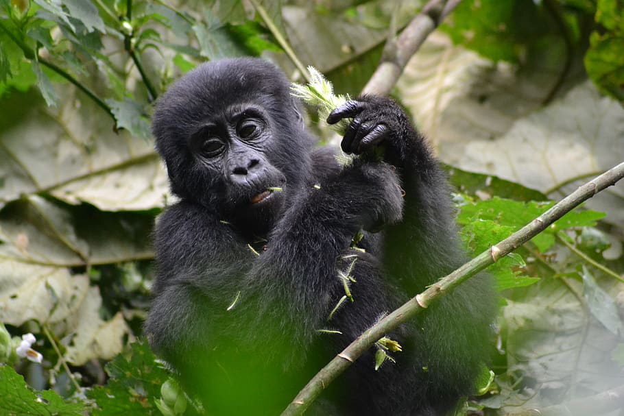 gorilla, baby gorilla, monkey, bwindi, uganda, national park, africa, jungle, primate, animal themes