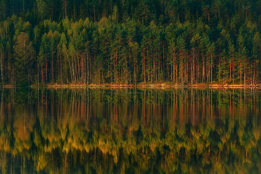 forest, lake, the stage, reflections, beautiful, green, summer, scenery, nature, landscape