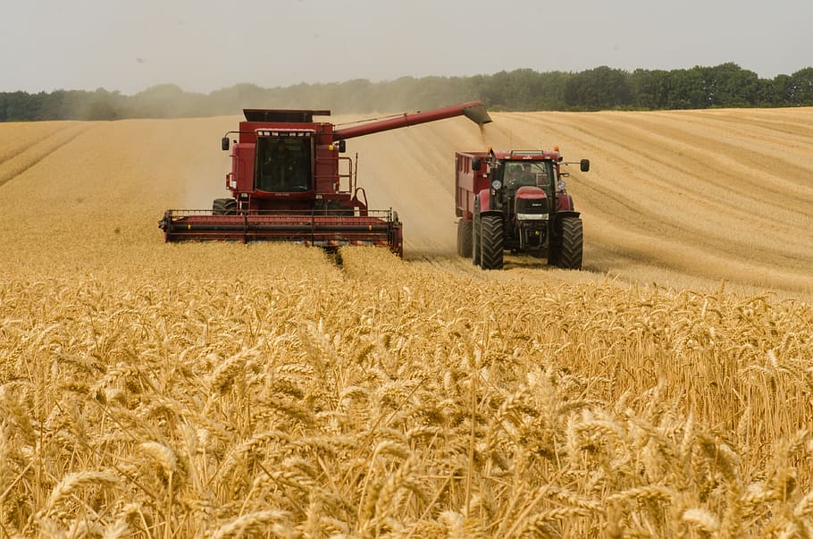 harvester, tractor, wheat, agriculture, farm, harvest, machine, fieldwork, rural, summer