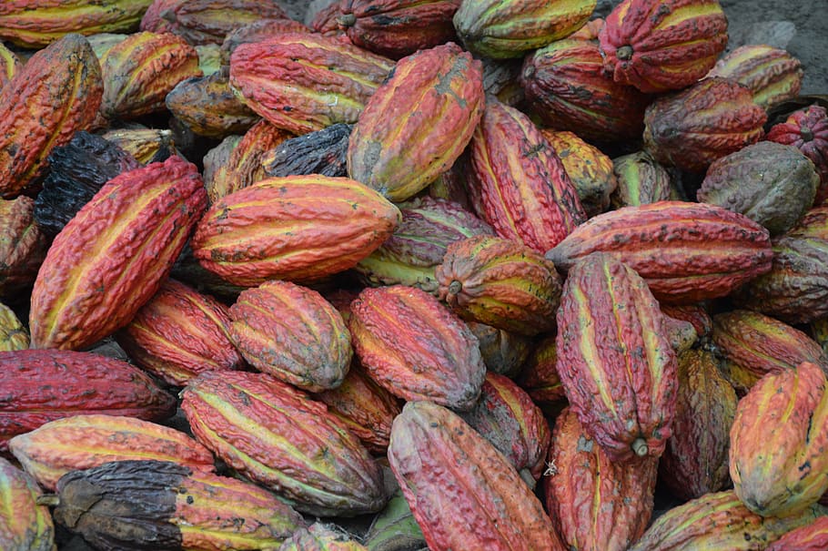 cocoa, cocoa beans, cacao, nature, tropical, plants, exotic, food and drink, food, full frame