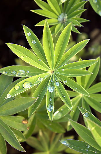 lupine leaves